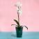 Pot for orchids, 1.2 l, 12.5 × 16.6 cm, plastic, transparent-turquoise