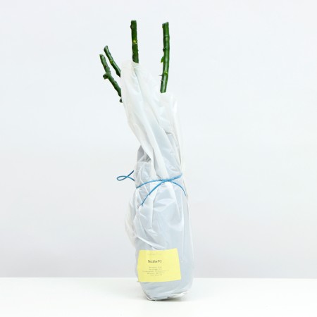 Lisbon Rosa seedling, 1 pc, spring 2024-3