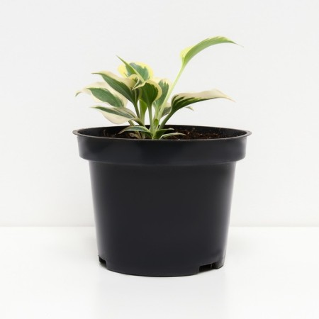 Host Hybrid Line Line, C2 pot, H10-50 Height, 1 pc, summer 2024-1