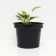 Host Hybrid Line Line, C2 pot, H10-50 Height, 1 pc, summer 2024