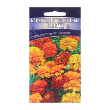 Flower seeds of marigolds rejected terry 