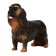 Figure "On the farm: long -haired dachshund"