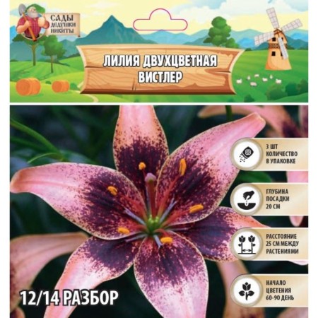 Two-color lily "Whistler", district 12/14, 3 pcs, spring 2024