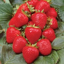 Strawberry Garden Anbel, P9 Pot, 1 pc, Summer 2024