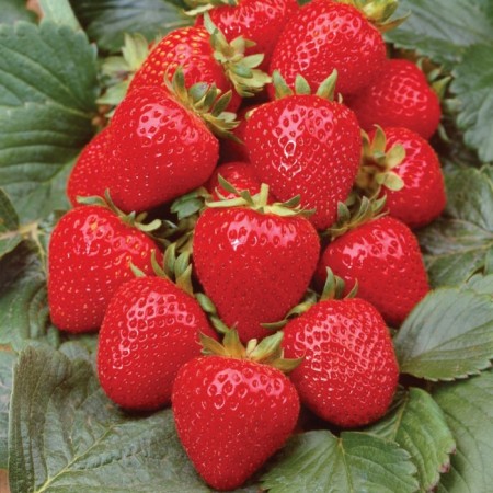 Strawberry Garden Anbel, P9 Pot, 1 pc, Summer 2024