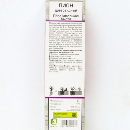 PION of tree -like (vaccinated on grassy) "Beauty Beauty", 1 pc, tube, spring 2025-1