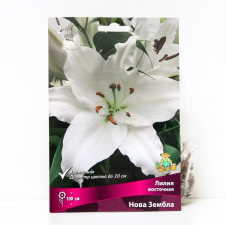 Lilia Vostochny Nova Zemble, 14/16 rr, 2 pcs. 100 h (cm), autumn 2024