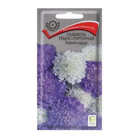 Flowers of scabiose flowers dark purple "Ice Heart" 10 pcs