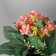 Bonsai in the pot "Elegant primrose" 9,5x22 cm, mix