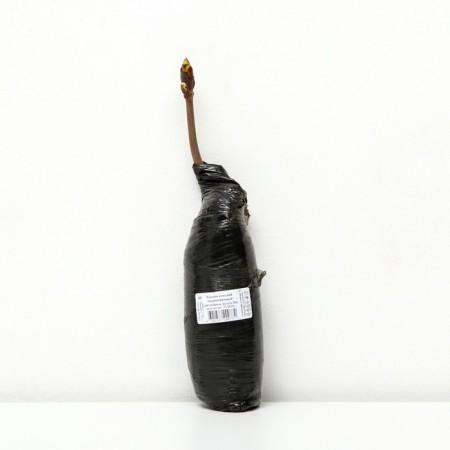 Cantan Great ordinary "", 1 pc, package, spring 2024