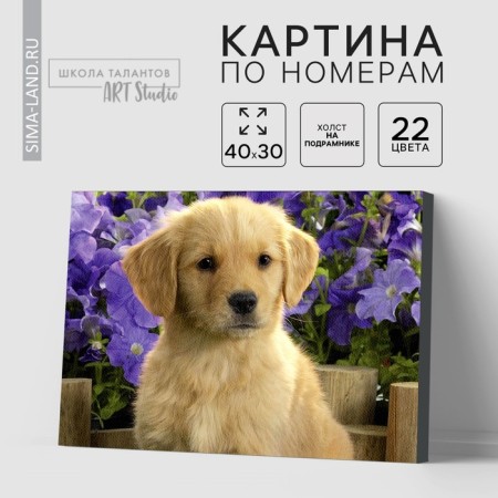 Picture on numbers on canvas with a subframe of Labrador Puppy, 40x30 cm