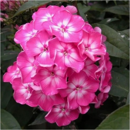 Flox blizzard Eugene, pot C2, 1 pc, summer 2024