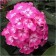 Flox blizzard Eugene, pot C2, 1 pc, summer 2024