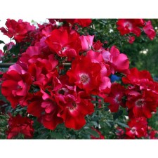Seedling rose Plesy 