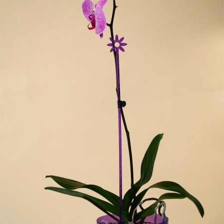 Support for orchids, h = 44 cm, plastic, purple, mix-5