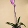 Support for orchids, h = 44 cm, plastic, purple, mix
