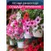 The set of petunia seeds Taidal Weive