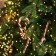 Garland “thread” 50 m dew, IP44, green thread, 500 LED, warm white glow, 8 modes, 31 V