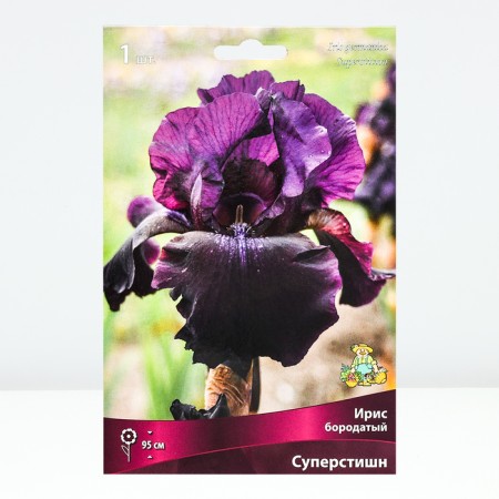 Iris Bearded Suprostishn, Rr. I, 1 pc, spring 2025-1