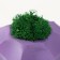Concrete Kashpo "boundaries" with moss purple 8x8x5cm (moss green stabilized)