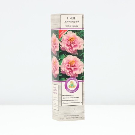 PION tree (vaccinated on grassy) "song of rain", 1 pc, tube, spring 2025