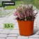 Pot for seedlings, 3.5 l, d = 20.5 cm, h = 17 cm, greengo