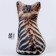 Antistress toy "Cat Bengal"