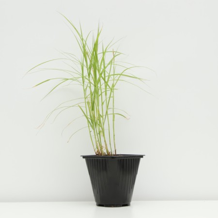 Sedge palmolite, pot C3, 1 pc, spring 2024-1