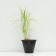 Sedge palmolite, pot C3, 1 pc, spring 2024