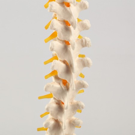 Ladmer's model "Human spine" 74cm-5