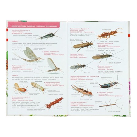 The best determinant. Insects in Russia-2