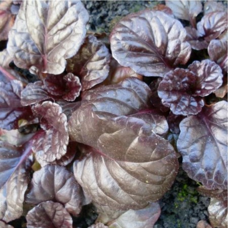 Tenager creeping Brown Hets, pot with1.5, 1 pc, summer 2024