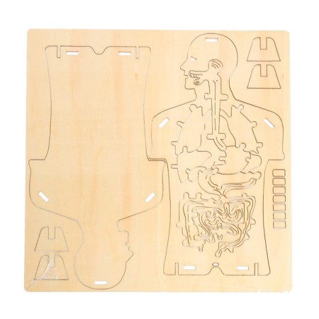 Set for experiments "Body structure", 24 elements-2