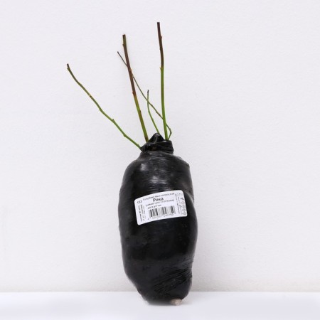 Blueberries are tall "river", 1 pc, tube, spring 2025-2