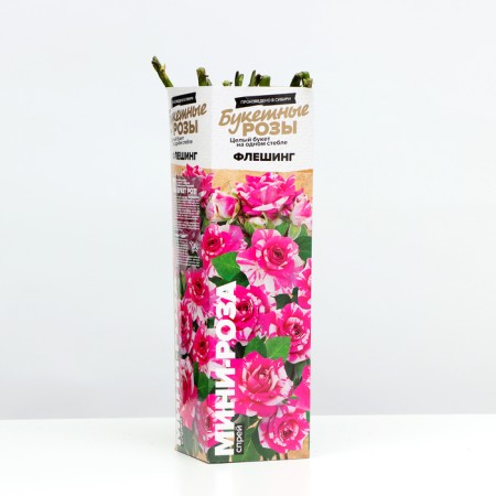 Saphenet Rosa Spray "Flashing", mini-cutting, 1 pc, spring 2024-1