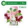 Liquid tool for aromatizing air in rooms, aromaticoma for the diffuser: Airwick "Blooming Cherry", 19 ml