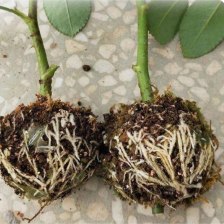 Ball for rooting plants, D = 5.5 cm, under a branch 0.5 cm, black, Greengo-7