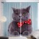 Photostes "Gray Topic Scottish Vislouhai", Saten, size 145x265 cm, 2 pcs
