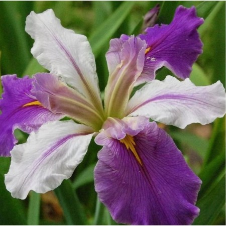 Iris Luisian color, rr I, 1 pc, spring 2025