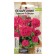 Flower seeds Pelargonium "Horizon", "Violet", zonal, this. ALT, c/n, 4 pcs