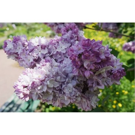 Ordinary Katerina Havemeyer lilac, C3 pot, 1 pc, summer 2024