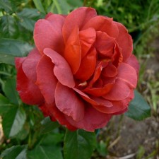 Seedling rose 