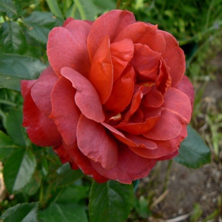 Seedling rose "Terracot", tube, spring 2025