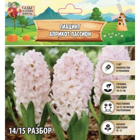 Hyacinth aprikot Passion, rr 14/15, 3pcs, autumn 2024
