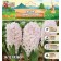 Hyacinth aprikot Passion, rr 14/15, 3pcs, autumn 2024