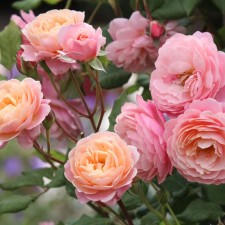 Seedling rose 