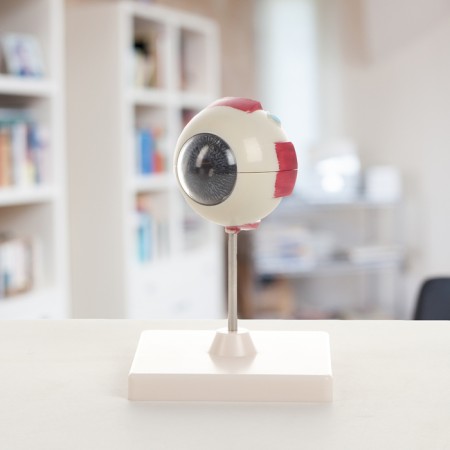 Madame "Eye of a Human" isolate 17*12*12cm-1