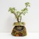 Seedling Kuril tea (cinquefoil) Mount Everest, pot P9, summer 2024