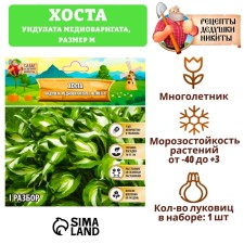 Хоста "Undulata Mediovariegata", р-р I, размер M,1 шт,