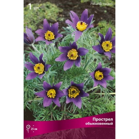 Ordown ordinary, rr I, 1 pc, spring 2025